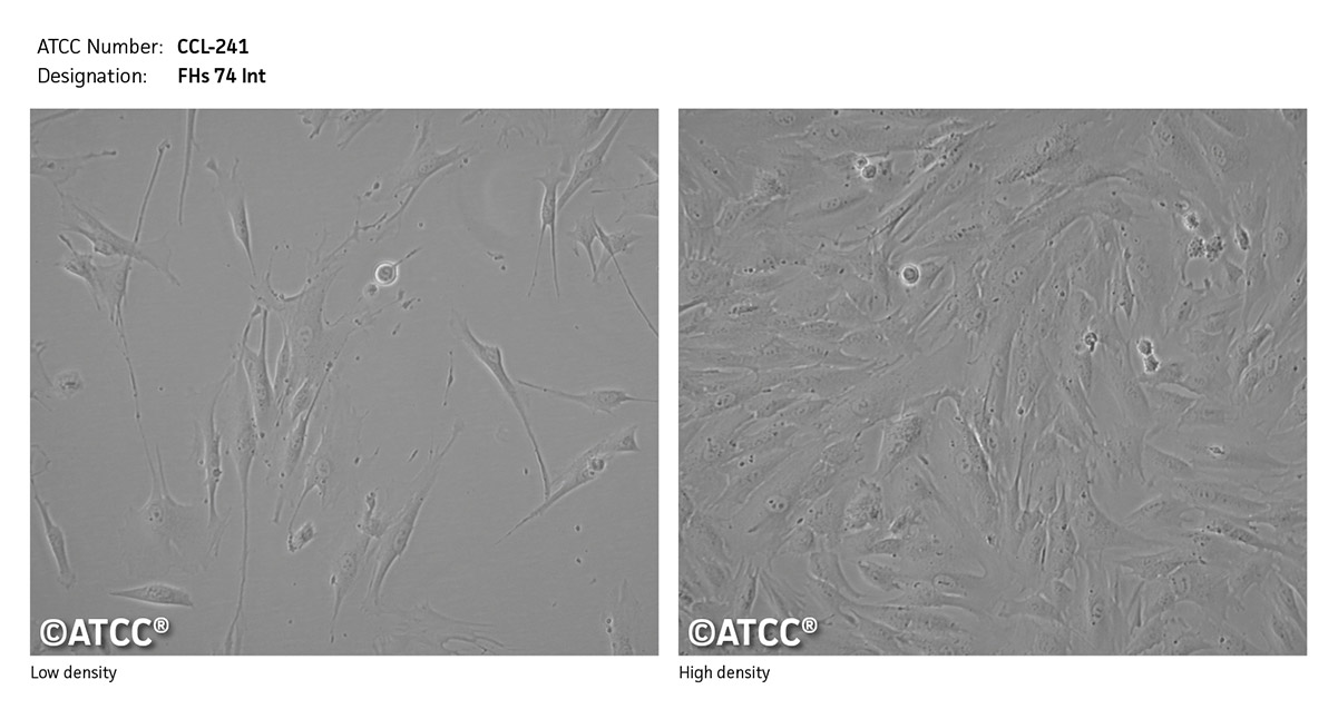 FHs 74 Int细胞图片